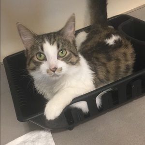 Meet your Posher, Destiny