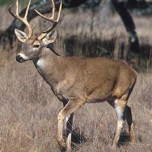 Meet your Posher, Calvin