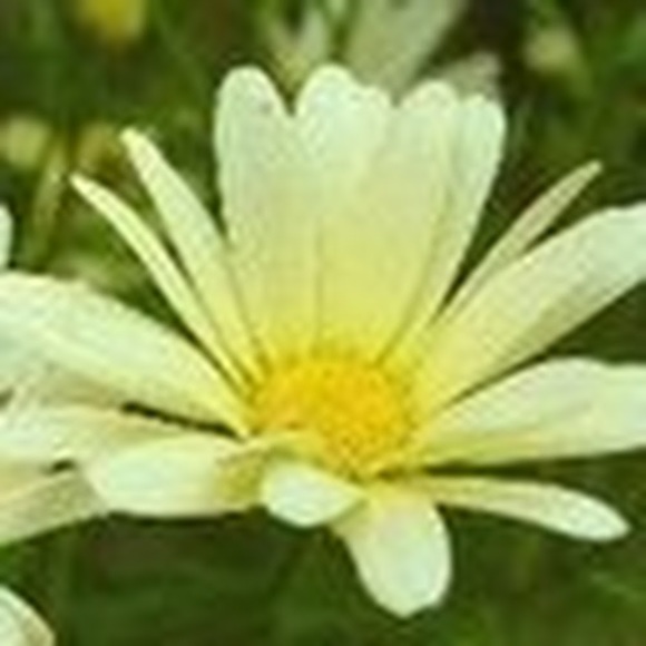 Meet your Posher, Judy - Picture 1 of 1