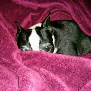 Meet your Posher, Bobbie