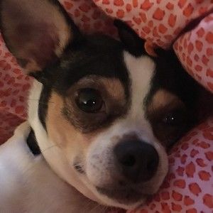 Meet your Posher, Misty