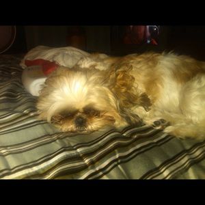 Meet your Posher, Pat