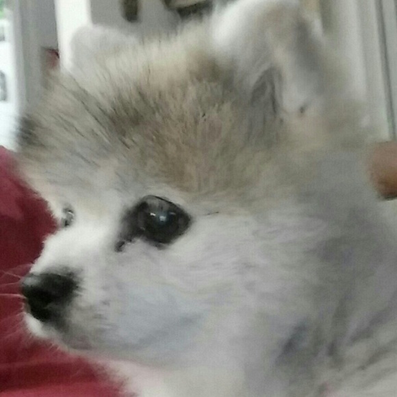 Meet your Posher, Pablo e. - Picture 1 of 1