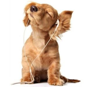 Meet your Posher, Alison