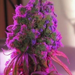 Meet your Posher, Maurice