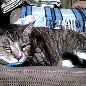 Meet your Posher, Lynne