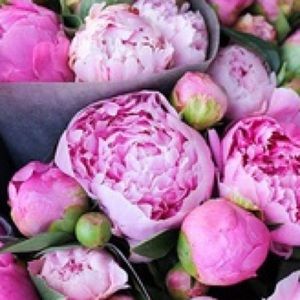 Meet your Posher, Susan