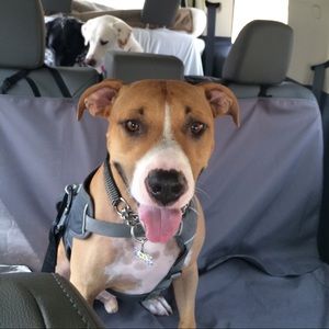 Meet your Posher, Lisa