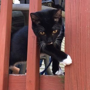 Meet your Posher, Amanda