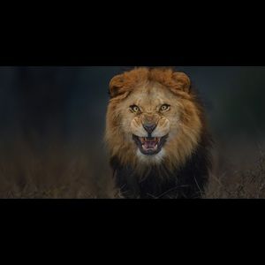 Meet your Posher, Pedro