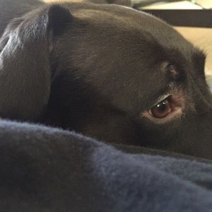 Meet your Posher, Robin