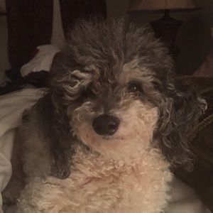 Meet your Posher, Julie