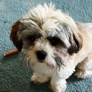 Meet your Posher, Nancy