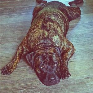 Meet your Posher, Jessie