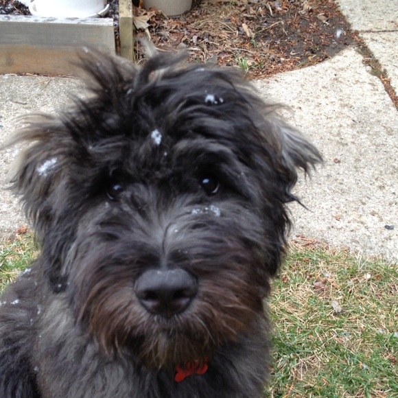 Meet your Posher, Amy - Picture 1 of 1