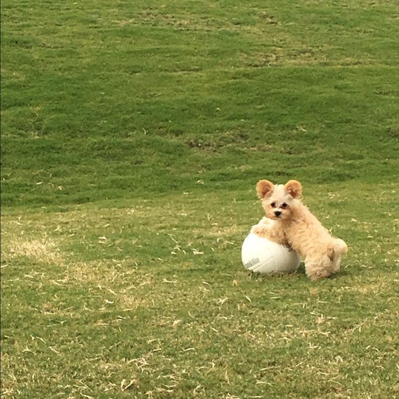 Meet your Posher, Diana