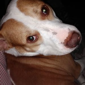 Meet your Posher, Judi