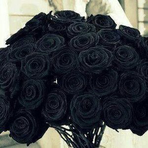 Meet your Posher, Annette