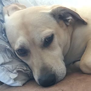 Meet your Posher, Bradley