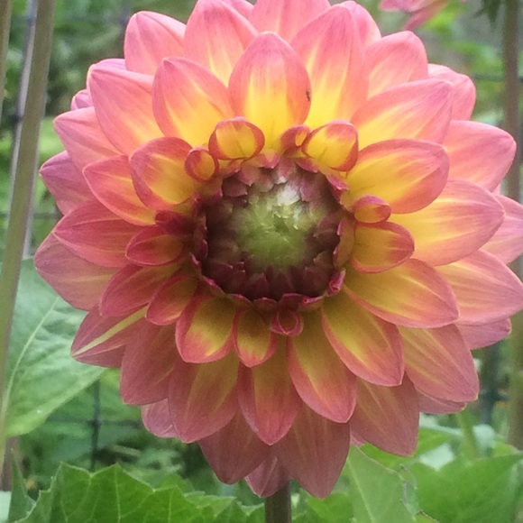 Meet your Posher, Hortencia