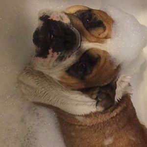 Meet your Posher, Taylor