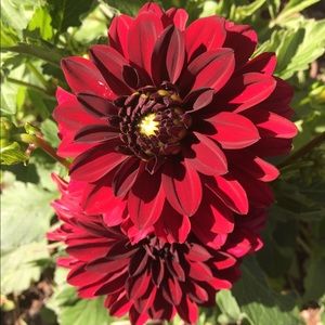 Meet your Posher, Nikki