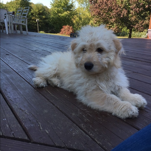 Meet your Posher, Kassidy - Picture 3 of 5