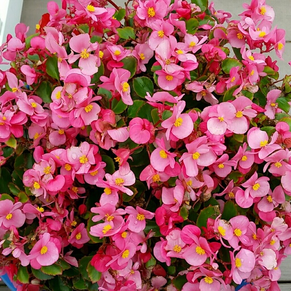 Meet your Posher, Sharon - Picture 1 of 1