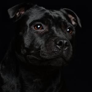 Meet your Posher, Dion