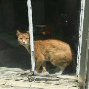 Meet your Posher, Sydney