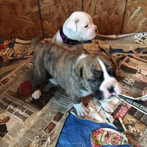 Meet your Posher, Dick