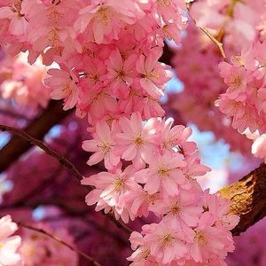 Meet your Posher, Trish