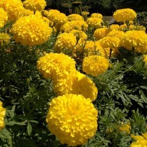 Meet your Posher, Ayla