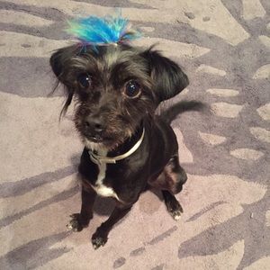 Meet your Posher, Britney