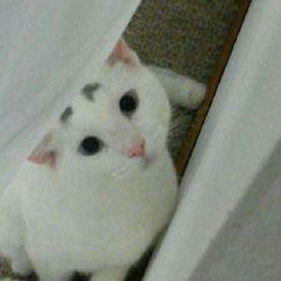 Meet your Posher, Hannah - Picture 1 of 1