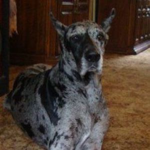 Meet your Posher, Blue