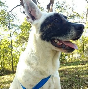 Buying from me means money for dogs and cats!