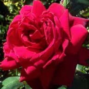 Meet your Posher, Brenda