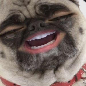 Meet your Posher, Susan