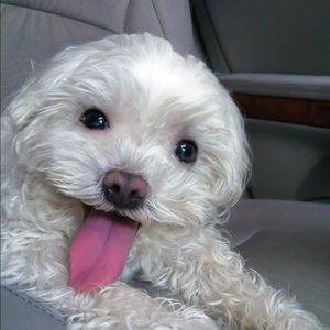 Meet your Posher, Dario