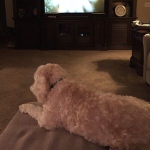 Meet your Posher, Joan