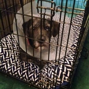 Meet your Posher, Patrick