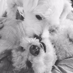 Meet your Posher, Ellen