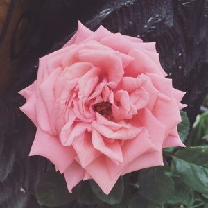 Meet your Posher, Mariah