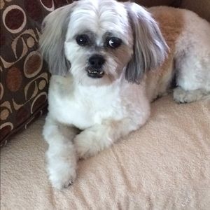 Meet your Posher, Dennis