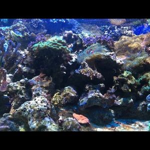 Meet your Posher, Daniela