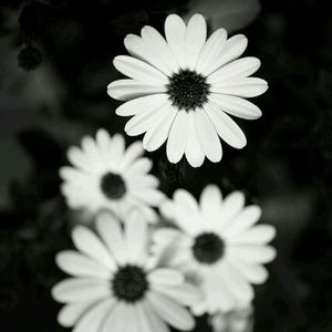 Meet your Posher, Shandra