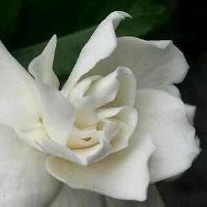 Meet your Posher, La