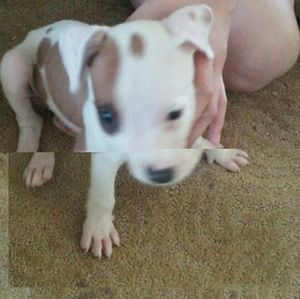 Meet your Posher, Cesar