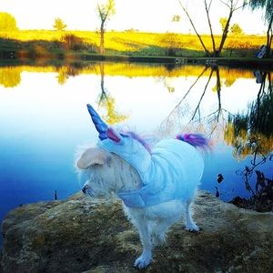 Dog Unicorn costume 🦄🎃💜🐶